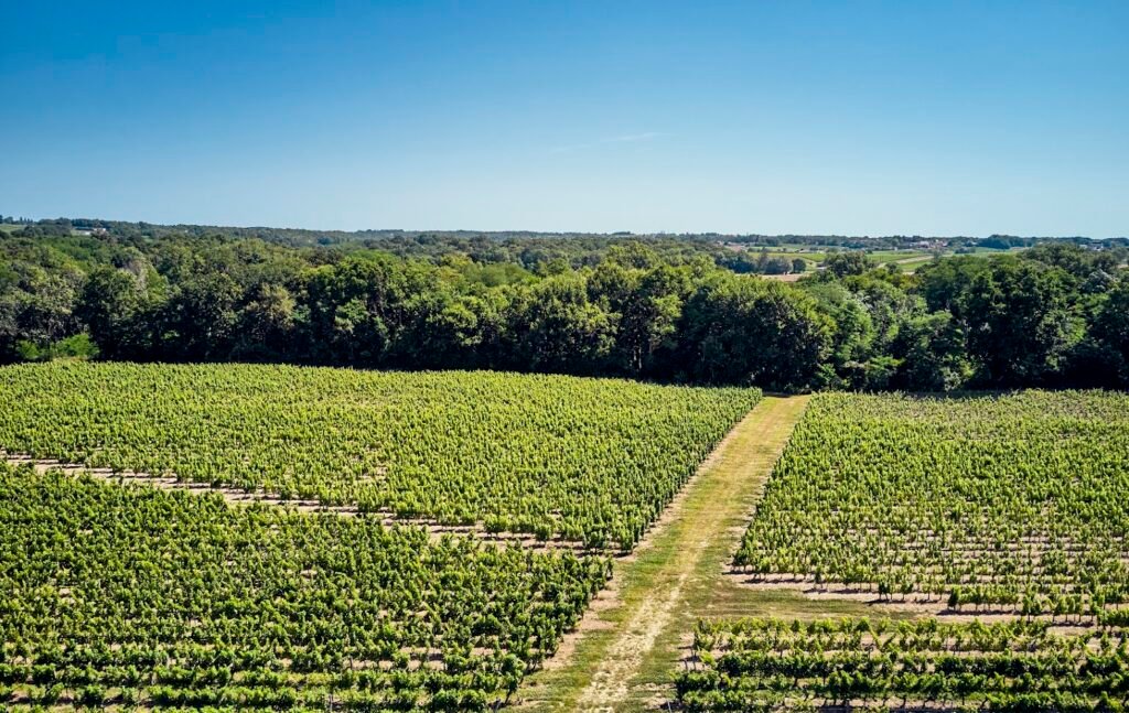 Vignoble vallonné aux rangées de vignes verdoyantes dans le vignoble de Bordeaux, idéal pour une excursion dans les vignes entre Saint-Émilion et Pomerol.