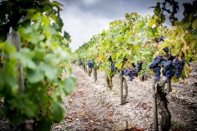 Rangées de vignes chargées de grappes mûres, illustrant la richesse du vignoble bordelais lors d’une découverte œnologique raffinée.