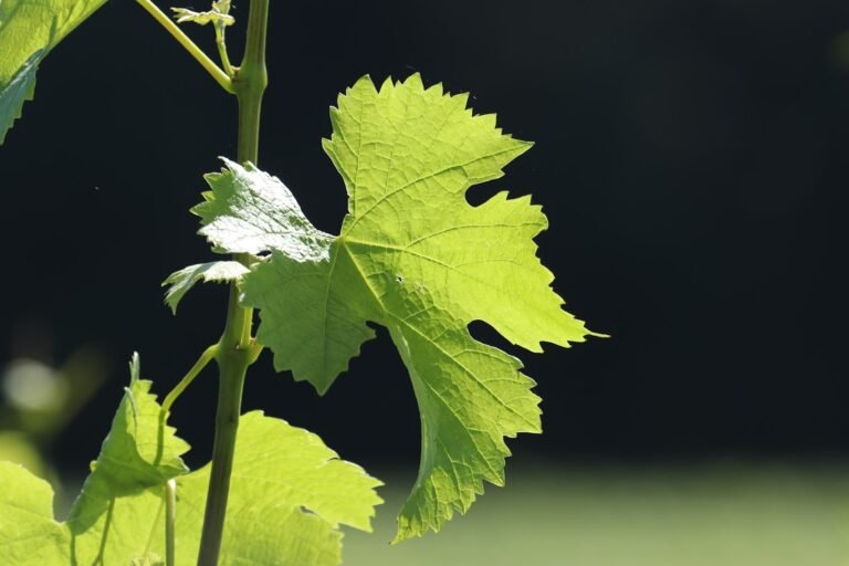 Feuille de vigne éclairée par le soleil dans un vignoble bordelais, symbole des excursions et visites œnologiques à Bordeaux
