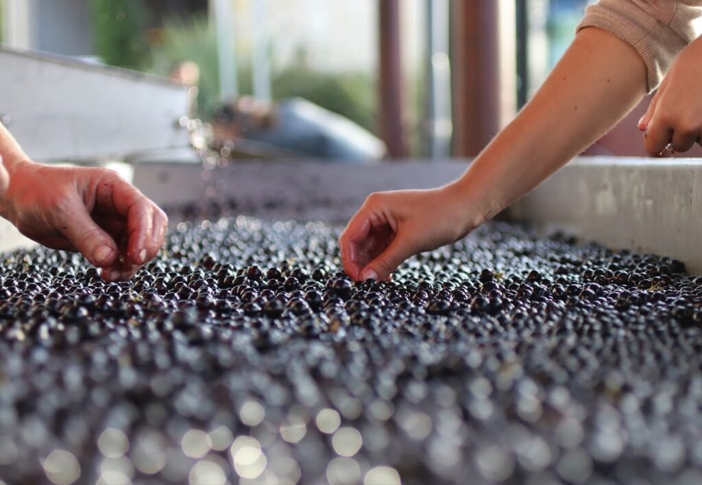 Tri raisin vendanges