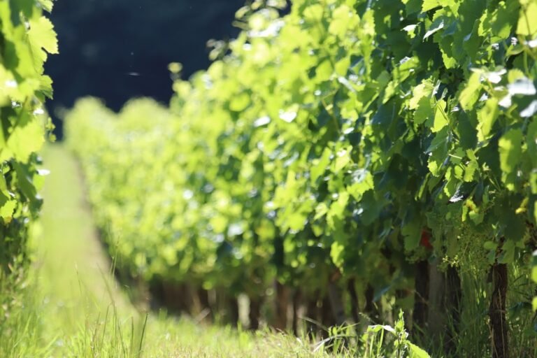 Vignes verdoyantes en été dans un domaine viticole de Bordeaux, rangs de vigne éclairés par le soleil.