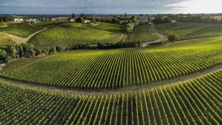 Panorama des vignobles vallonnés du Bordelais au lever du jour, idéal pour une excursion œnologique ou une visite de domaine près de Saint-Émilion