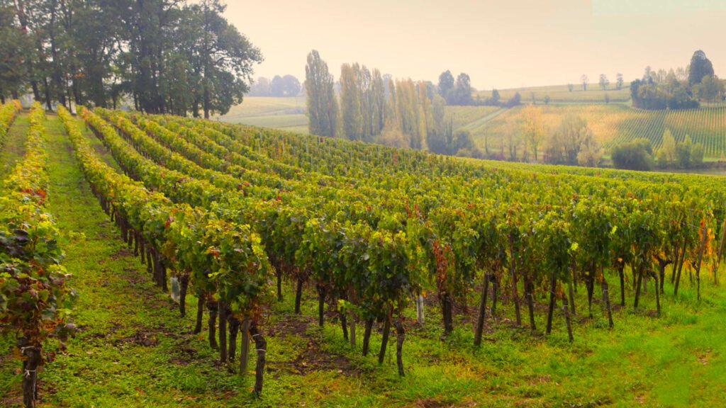 Vignes aux couleurs d’automne dans le Bordelais avec vue sur les coteaux, lors d’une excursion viticole ou d’une visite de domaine à Bordeaux
