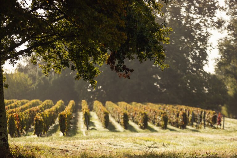 Vignes au lever du soleil dans un vignoble bordelais, rangs de vignes alignés sous un grand arbre en automne