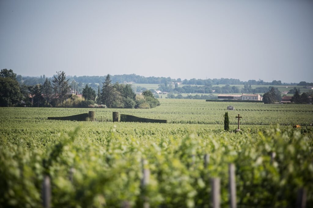 Vignobles de Saint-Émilion avec croix en pierre au milieu des rangées de vignes et panorama sur la campagne