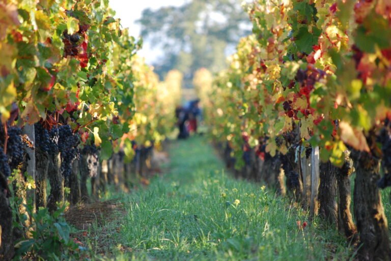 Rangées de vignes en automne avec grappes de raisin mûr prêtes pour les vendanges à Saint-Émilion